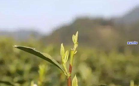 四川有种植普洱茶吗