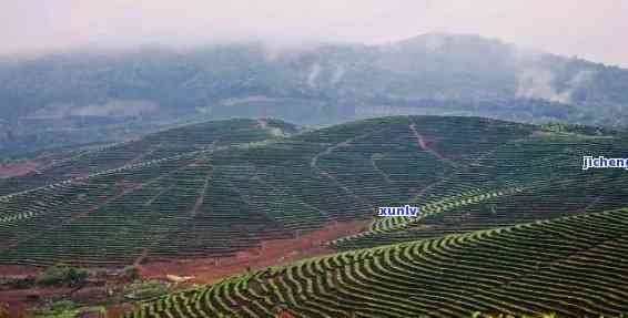 云南普洱市万亩茶园：品种、产地、特色及如何品尝与购买的全方位指南