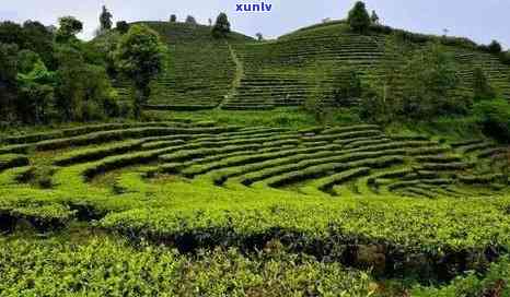 云南普洱市万亩茶园：品种、产地、特色及如何品尝与购买的全方位指南
