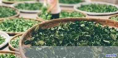 云南普洱茶厂家名录：寻找优质茶叶供应商的全方位指南