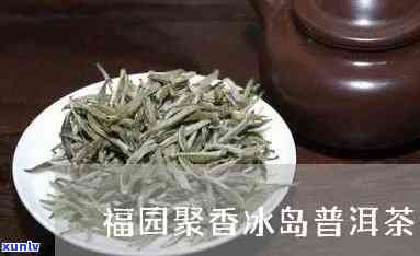 福园聚香普洱茶加盟