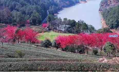 上海普洱茶店：品味普洱茶艺术，探索茶文化魅力，一站式购茶与品茶体验