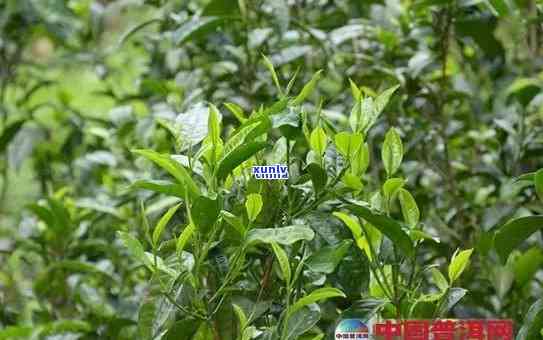 普洱茶种植的必要性与条件探讨