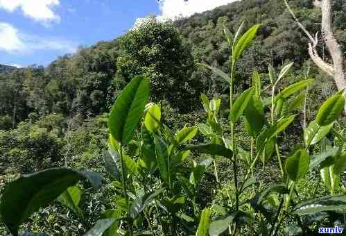 普洱茶种植条件与技术要求