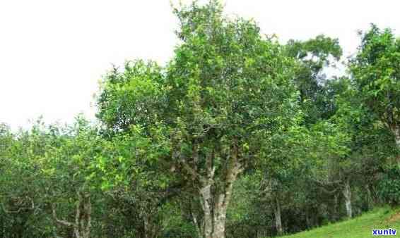 普洱茶树的种植与品种：全面了解普洱茶树的生长、繁殖和培育 *** 