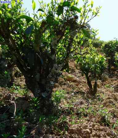 普洱茶树的种植与品种：全面了解普洱茶树的生长、繁殖和培育 *** 