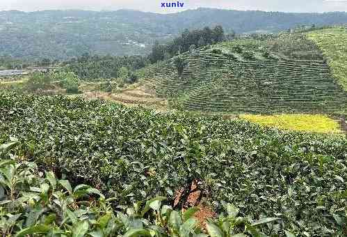 山茶种植园：基诺山区独特的普洱茶文化体验