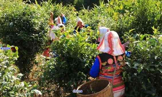 山茶种植园：基诺山区独特的普洱茶文化体验