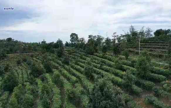 山茶种植园：基诺山区独特的普洱茶文化体验