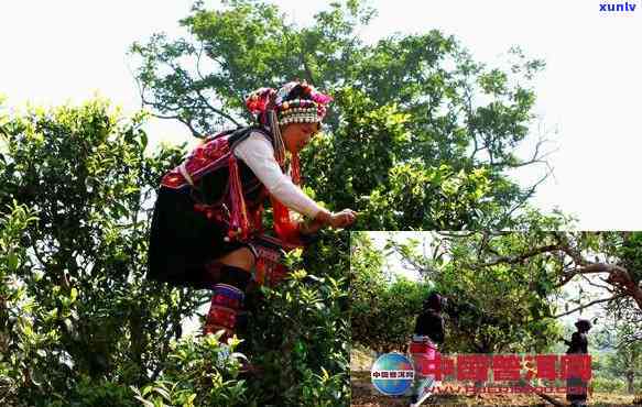 山茶种植园：基诺山区独特的普洱茶文化体验