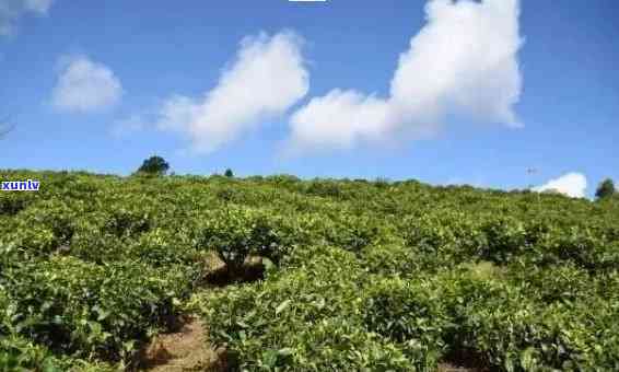 普洱种植基地介绍：云南普洱茶种植面积及特点。