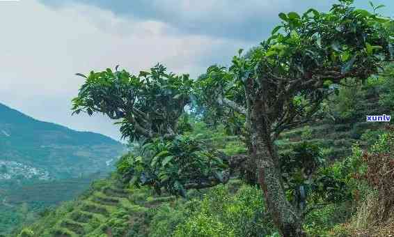 云南普洱茶生产基地：探秘世界闻名的古茶园与独特口感背后的故事