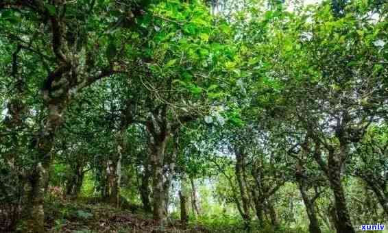 云南普洱茶生产基地：探秘世界闻名的古茶园与独特口感背后的故事