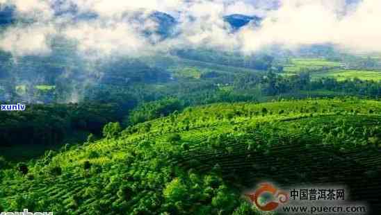 云南普洱茶生产基地：探秘世界闻名的古茶园与独特口感背后的故事