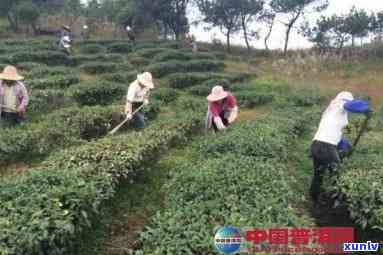 普洱茶人工种植技术：挑战与可行性研究