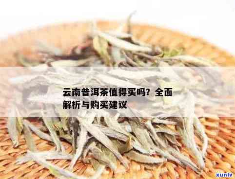 云南普洱茶叶大全：全面解析与挑选指南，让你轻松找到最适合的茶叶