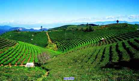云南普洱茶种植历程及其文化影响