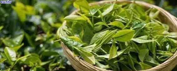 普洱茶叶是绿茶吗？为什么？请问普洱茶属于绿茶吗？