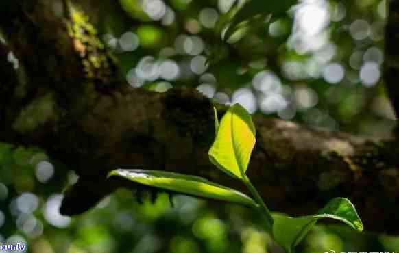 七彩雀与七彩云南普洱茶：探索这两种神奇生物与茶叶的魅力与联系