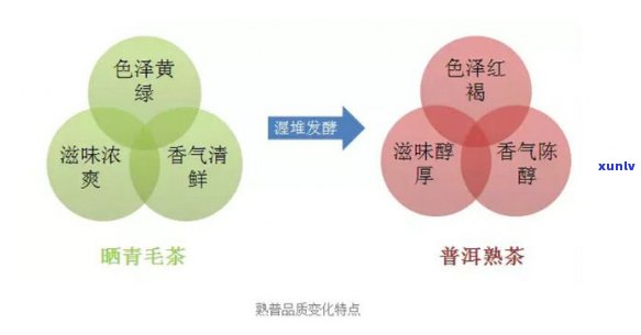 普洱茶中的化学成分与蛋白质结合产生颜色变化：一种新颖的科学视角