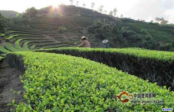 普洱茶生态种植的创新实践与精细管理解析