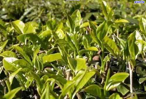 普洱茶生态种植技术要点总结：如何确保高质量普洱茶的生态种植？