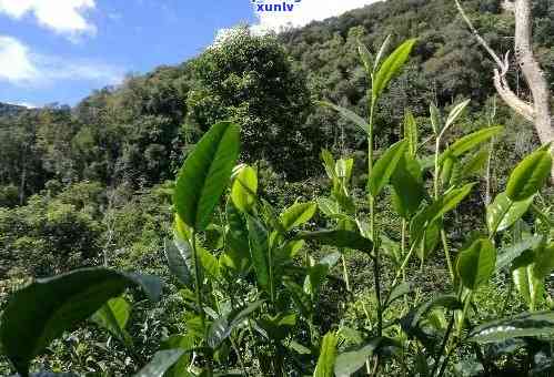 普洱茶生态种植技术