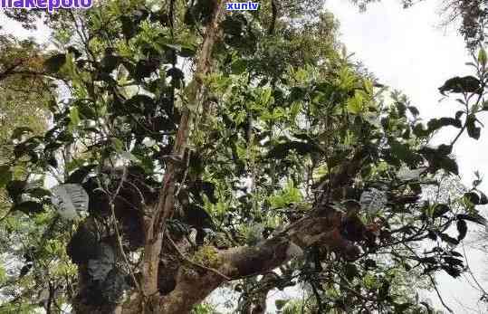 普洱茶果的种植 *** 及适宜土：如何确保成功种植并获得高品质茶叶？