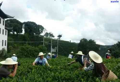 健身与普洱茶的完美结合：探索位于厂内的健身普洱茶厂