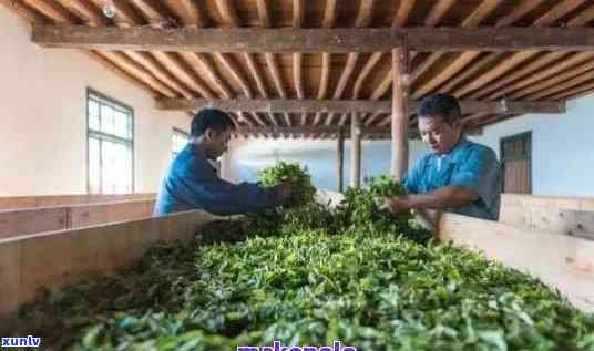 健身与普洱茶的完美结合：探索位于厂内的健身普洱茶厂