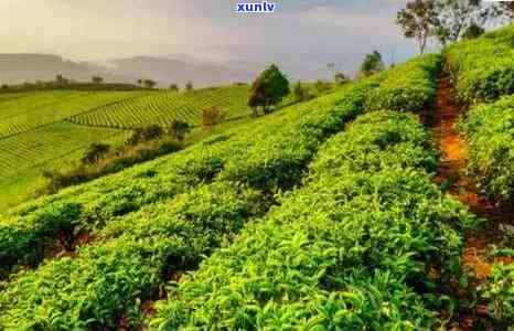 沿海地区种植普洱茶的优势与气候条件