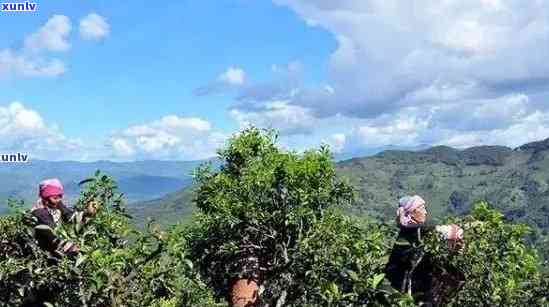 新云南临沧双江茶产区普洱茶种植基地探索之旅