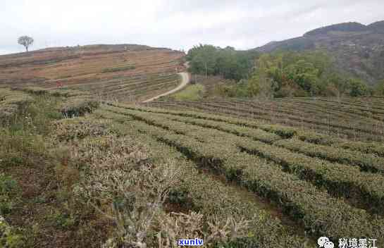 新云南临沧双江茶产区普洱茶种植基地探索之旅