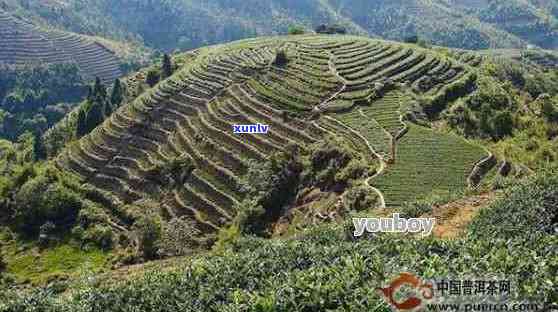 临沧普洱茶产区地理环境与主要山头：揭示其独特产地
