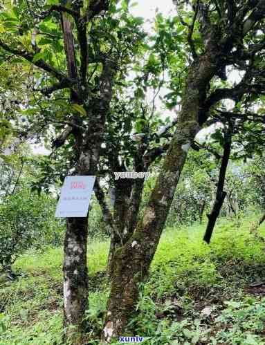 普洱茶大树与老树品种之间的区别与价格分析：巴巴阿里货源解析