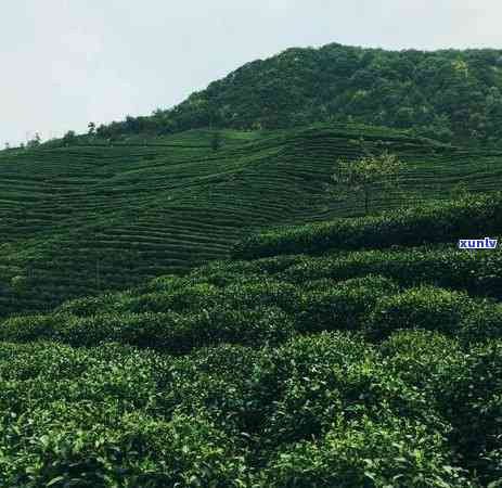 滇红茶冬天可以喝吗