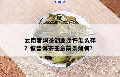 普洱茶创业经验分析