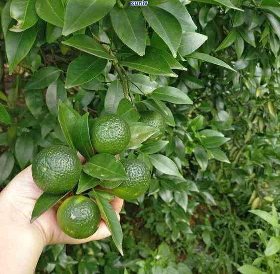 江门普洱茶总部联系 *** 、加盟流程及费用等全面解析，助您轻松加盟！