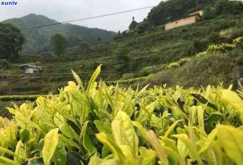 广东地区适宜种植茶叶吗？广东茶叶种植条件及品种介绍