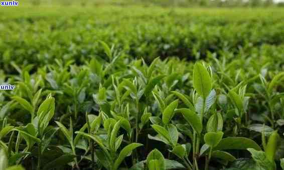 广东地区适宜种植茶叶吗？广东茶叶种植条件及品种介绍