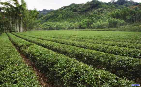 广东地区适宜种植茶叶吗？广东茶叶种植条件及品种介绍