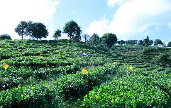 广东能种植普洱茶吗