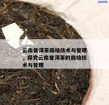 云南普洱茶种植的综合管理与创新技术：实践解析