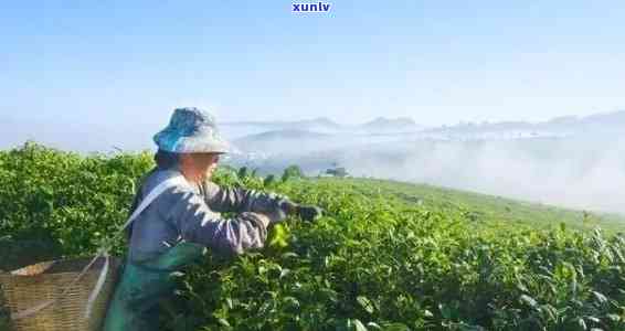 普洱茶种植技术要点及管理：掌握这些，种植更高效