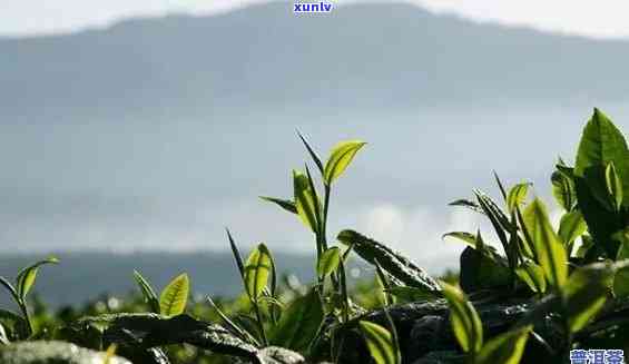 普洱茶的起源与发源地：探寻最早的种植地及其历背景