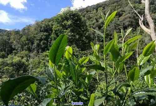 普洱茶栽培技术：种植 *** 与要点