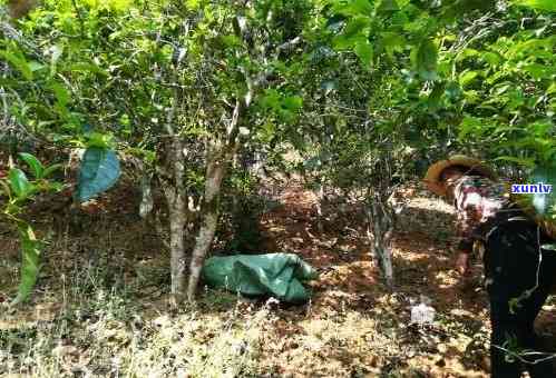 云南普洱茶种植基地：探索茶叶背后的故事与科技应用