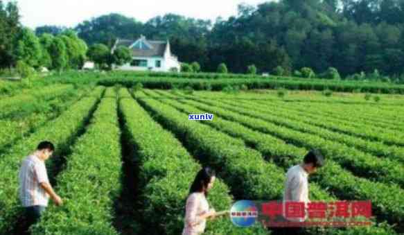 普洱熟茶茶饼怎么喝：饮用 *** 与功效探究