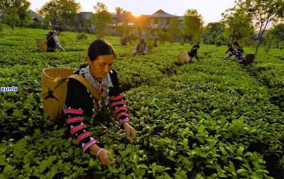 种植普洱茶产教融合