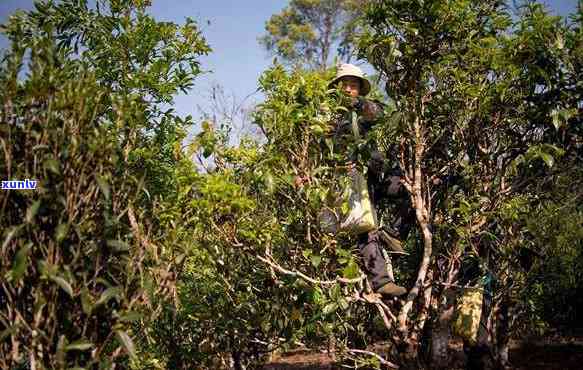 从云南古树普洱茶种植全解析：品种、种植技术、市场需求与价值等方面探讨